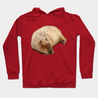 Capybara just lying around Hoodie